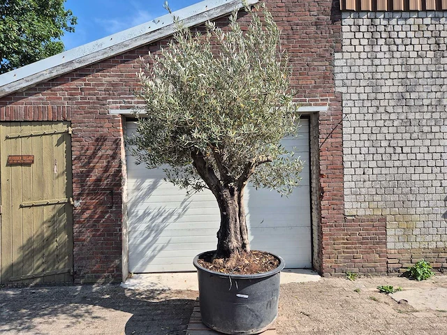 Olijfboom old skin - olea europaea - 100 jaar oud - hoogte ca. 250 cm - afbeelding 1 van  6