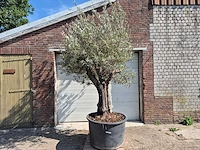 Olijfboom old skin - olea europaea - 100 jaar oud - hoogte ca. 250 cm - afbeelding 1 van  6