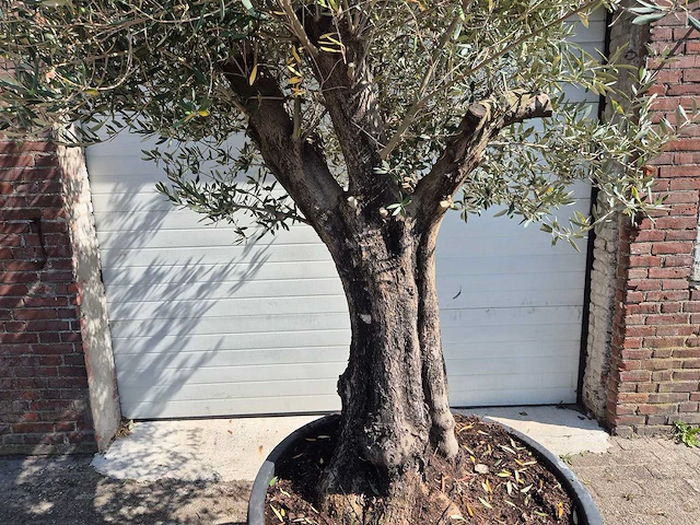 Olijfboom old skin - olea europaea - 100 jaar oud - hoogte ca. 250 cm - afbeelding 2 van  6