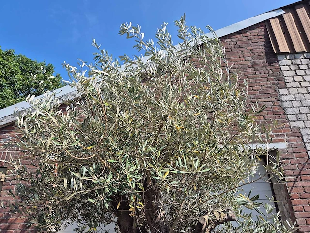 Olijfboom old skin - olea europaea - 100 jaar oud - hoogte ca. 250 cm - afbeelding 3 van  6