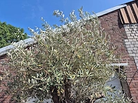 Olijfboom old skin - olea europaea - 100 jaar oud - hoogte ca. 250 cm - afbeelding 3 van  6