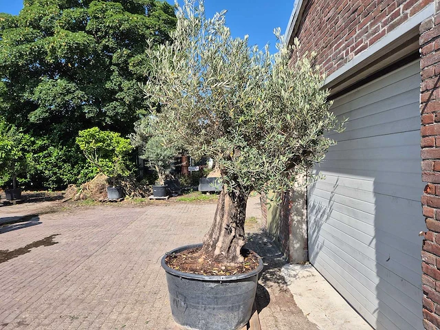 Olijfboom old skin - olea europaea - 100 jaar oud - hoogte ca. 250 cm - afbeelding 4 van  6