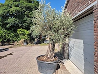 Olijfboom old skin - olea europaea - 100 jaar oud - hoogte ca. 250 cm - afbeelding 4 van  6