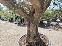 Olijfboom old skin - olea europaea - 100 jaar oud - hoogte ca. 250 cm - afbeelding 5 van  6