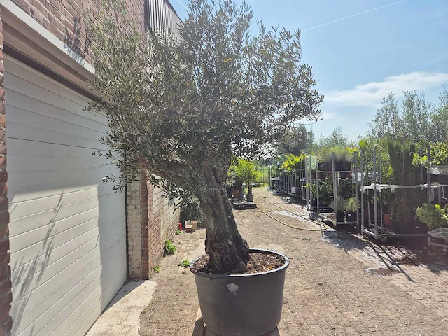 Olijfboom old skin - olea europaea - 100 jaar oud - hoogte ca. 250 cm - afbeelding 6 van  6