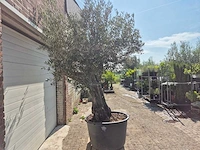 Olijfboom old skin - olea europaea - 100 jaar oud - hoogte ca. 250 cm - afbeelding 6 van  6