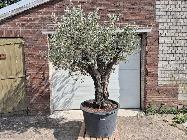 Olijfboom old skin - olea europaea - 100 jaar oud - hoogte ca. 250 cm - afbeelding 1 van  6