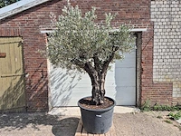 Olijfboom old skin - olea europaea - 100 jaar oud - hoogte ca. 250 cm - afbeelding 1 van  6