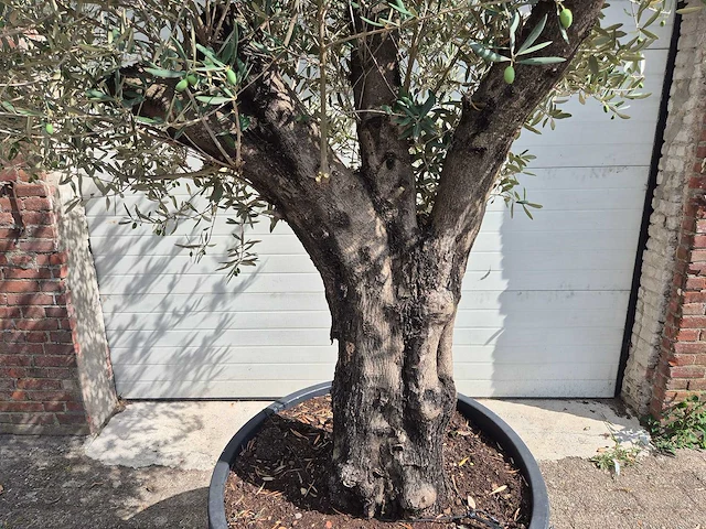 Olijfboom old skin - olea europaea - 100 jaar oud - hoogte ca. 250 cm - afbeelding 2 van  6