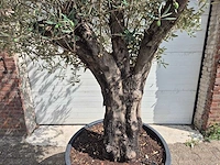 Olijfboom old skin - olea europaea - 100 jaar oud - hoogte ca. 250 cm - afbeelding 2 van  6