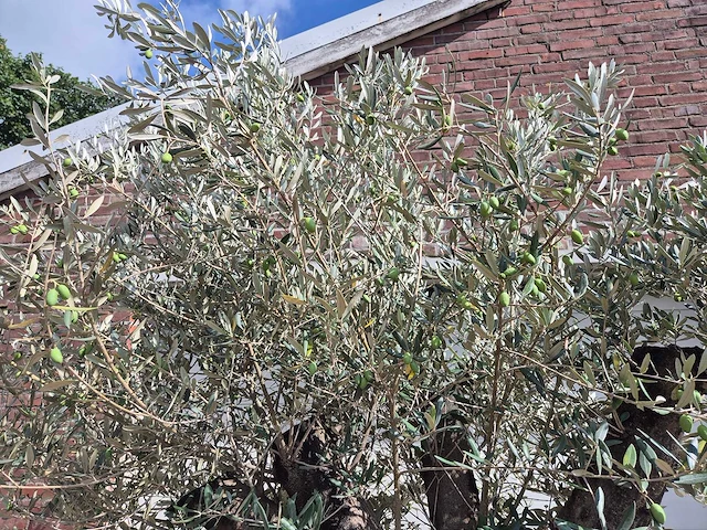 Olijfboom old skin - olea europaea - 100 jaar oud - hoogte ca. 250 cm - afbeelding 3 van  6