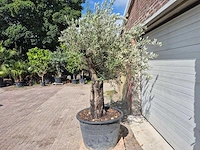 Olijfboom old skin - olea europaea - 100 jaar oud - hoogte ca. 250 cm - afbeelding 4 van  6