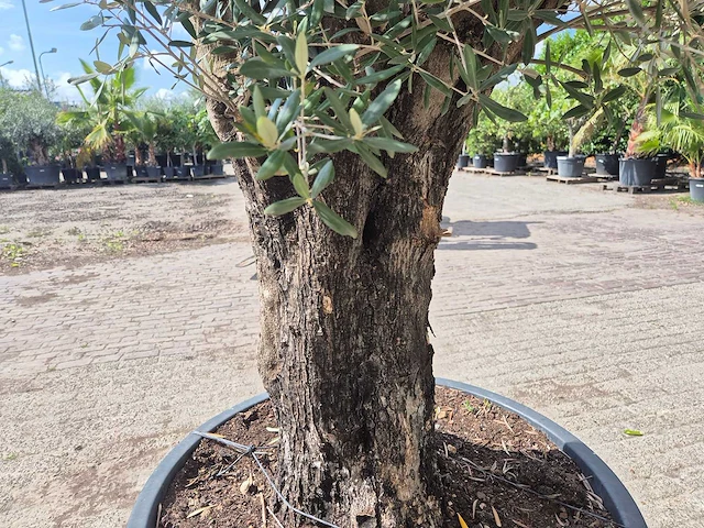 Olijfboom old skin - olea europaea - 100 jaar oud - hoogte ca. 250 cm - afbeelding 5 van  6