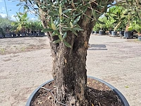 Olijfboom old skin - olea europaea - 100 jaar oud - hoogte ca. 250 cm - afbeelding 5 van  6