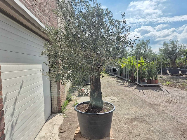 Olijfboom old skin - olea europaea - 100 jaar oud - hoogte ca. 250 cm - afbeelding 6 van  6