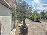Olijfboom old skin - olea europaea - 100 jaar oud - hoogte ca. 250 cm - afbeelding 6 van  6