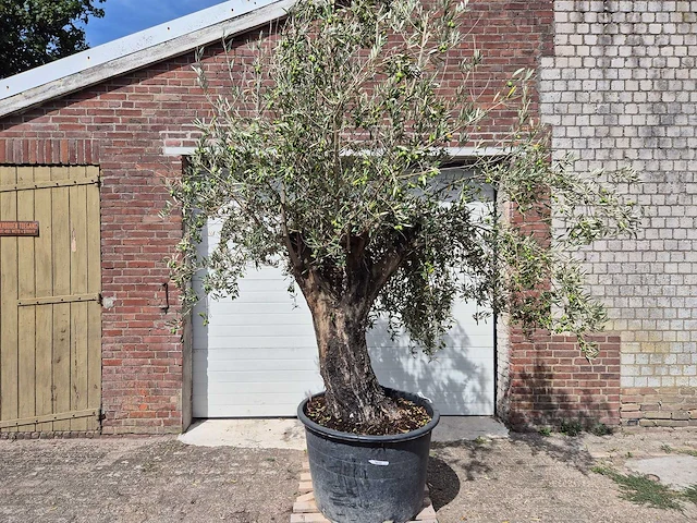Olijfboom old skin - olea europaea - 100 jaar oud - hoogte ca. 250 cm - afbeelding 1 van  6