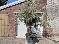 Olijfboom old skin - olea europaea - 100 jaar oud - hoogte ca. 250 cm - afbeelding 1 van  6