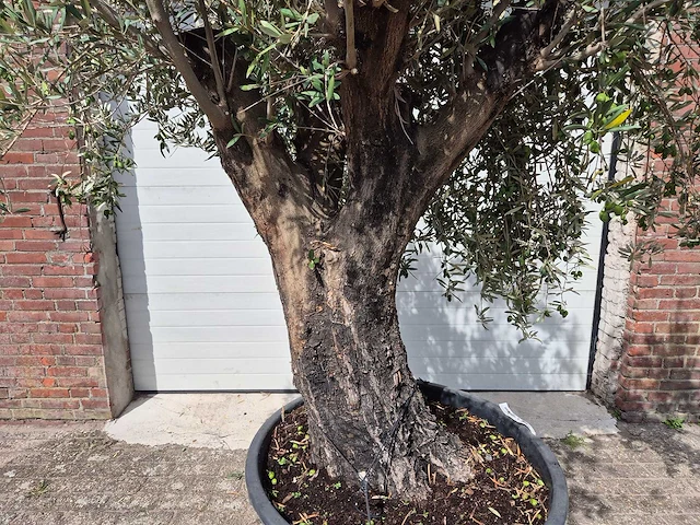 Olijfboom old skin - olea europaea - 100 jaar oud - hoogte ca. 250 cm - afbeelding 2 van  6