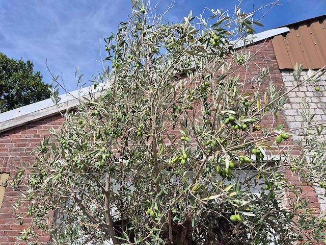 Olijfboom old skin - olea europaea - 100 jaar oud - hoogte ca. 250 cm - afbeelding 3 van  6