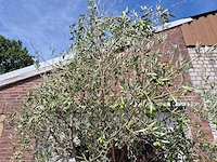 Olijfboom old skin - olea europaea - 100 jaar oud - hoogte ca. 250 cm - afbeelding 3 van  6