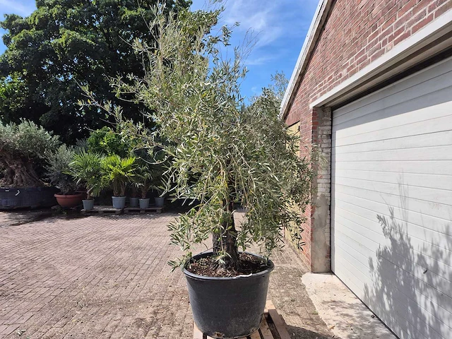 Olijfboom old skin - olea europaea - 100 jaar oud - hoogte ca. 250 cm - afbeelding 4 van  6