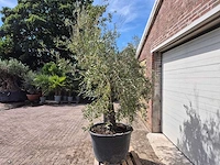 Olijfboom old skin - olea europaea - 100 jaar oud - hoogte ca. 250 cm - afbeelding 4 van  6