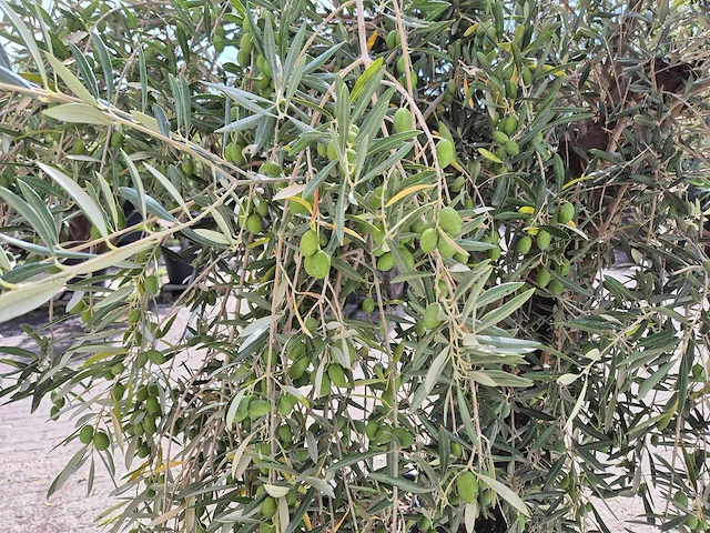 Olijfboom old skin - olea europaea - 100 jaar oud - hoogte ca. 250 cm - afbeelding 5 van  6