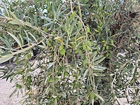 Olijfboom old skin - olea europaea - 100 jaar oud - hoogte ca. 250 cm - afbeelding 5 van  6
