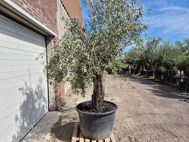 Olijfboom old skin - olea europaea - 100 jaar oud - hoogte ca. 250 cm - afbeelding 6 van  6