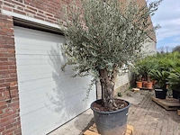 Olijfboom old skin - olea europaea - 75 jaar oud - hoogte ca. 250 cm - afbeelding 5 van  5