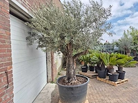 Olijfboom old skin - olea europaea - 75 jaar oud - hoogte ca. 250 cm - afbeelding 8 van  8