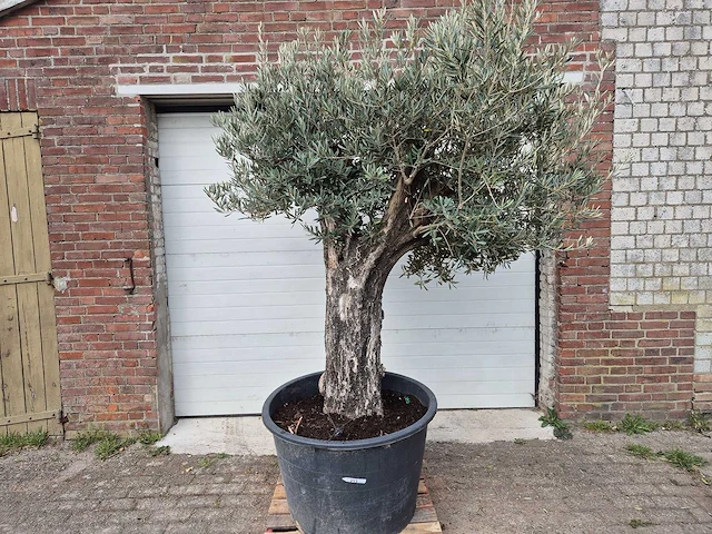 Olijfboom old skin - olea europaea - 75 jaar oud - hoogte ca. 250 cm - afbeelding 1 van  7