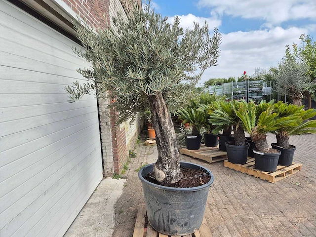 Olijfboom old skin - olea europaea - 75 jaar oud - hoogte ca. 250 cm - afbeelding 7 van  7