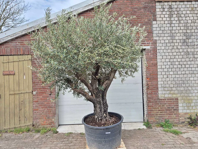 Olijfboom old skin - olea europaea - 75 jaar oud - hoogte ca. 250 cm - afbeelding 1 van  6
