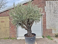 Olijfboom old skin - olea europaea - 75 jaar oud - hoogte ca. 250 cm - afbeelding 1 van  6
