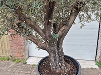 Olijfboom old skin - olea europaea - 75 jaar oud - hoogte ca. 250 cm - afbeelding 2 van  6