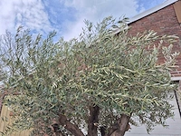 Olijfboom old skin - olea europaea - 75 jaar oud - hoogte ca. 250 cm - afbeelding 3 van  6