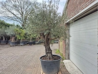 Olijfboom old skin - olea europaea - 75 jaar oud - hoogte ca. 250 cm - afbeelding 4 van  6