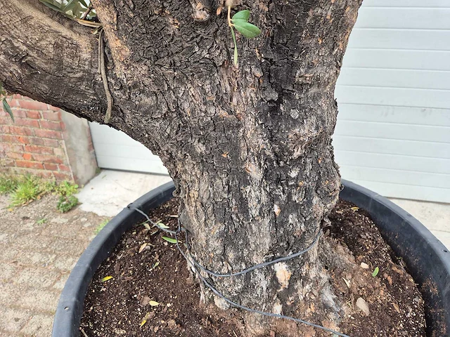 Olijfboom old skin - olea europaea - 75 jaar oud - hoogte ca. 250 cm - afbeelding 5 van  6