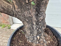Olijfboom old skin - olea europaea - 75 jaar oud - hoogte ca. 250 cm - afbeelding 5 van  6