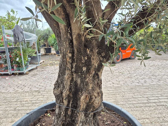 Olijfboom old skin - olea europaea - 75 jaar oud - hoogte ca. 250 cm - afbeelding 6 van  6