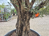 Olijfboom old skin - olea europaea - 75 jaar oud - hoogte ca. 250 cm - afbeelding 6 van  6