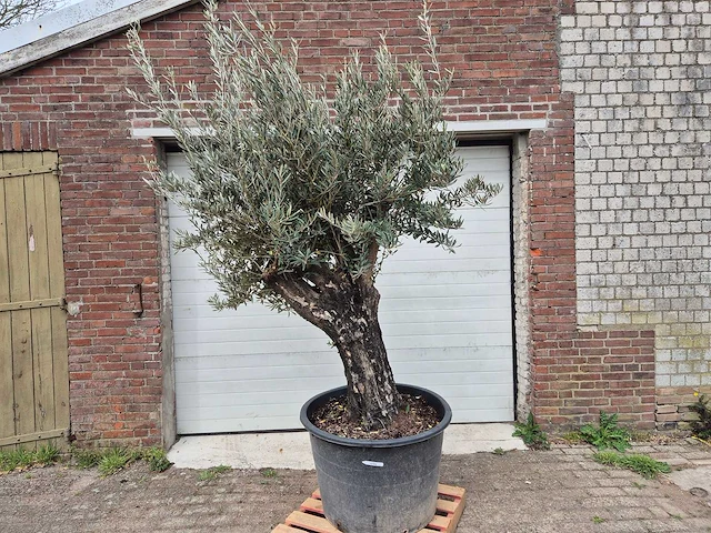 Olijfboom old skin - olea europaea - 75 jaar oud - hoogte ca. 250 cm - afbeelding 1 van  6