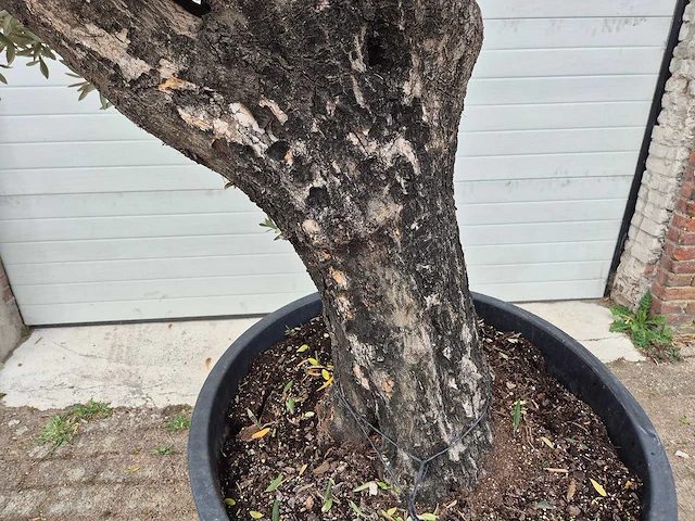 Olijfboom old skin - olea europaea - 75 jaar oud - hoogte ca. 250 cm - afbeelding 2 van  6