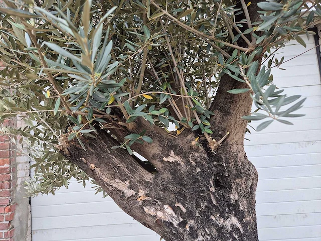 Olijfboom old skin - olea europaea - 75 jaar oud - hoogte ca. 250 cm - afbeelding 3 van  6