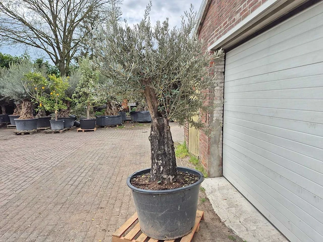 Olijfboom old skin - olea europaea - 75 jaar oud - hoogte ca. 250 cm - afbeelding 4 van  6