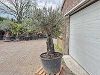 Olijfboom old skin - olea europaea - 75 jaar oud - hoogte ca. 250 cm - afbeelding 4 van  6