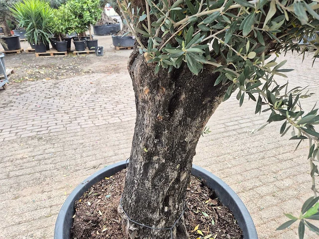 Olijfboom old skin - olea europaea - 75 jaar oud - hoogte ca. 250 cm - afbeelding 5 van  6