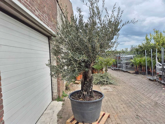 Olijfboom old skin - olea europaea - 75 jaar oud - hoogte ca. 250 cm - afbeelding 6 van  6